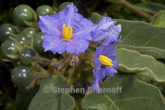 solanum hispidum 1 graphic